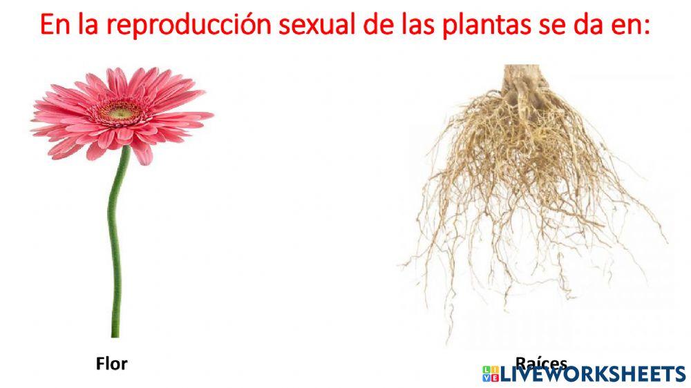 Reproducción de las plantas