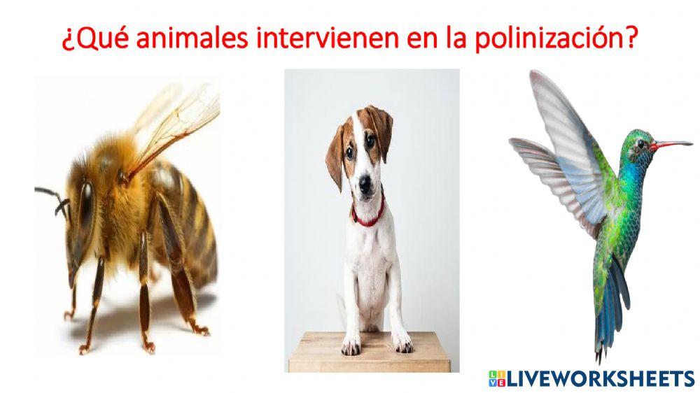 Reproducción de las plantas