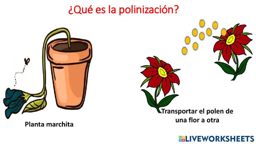 Reproducción de las plantas