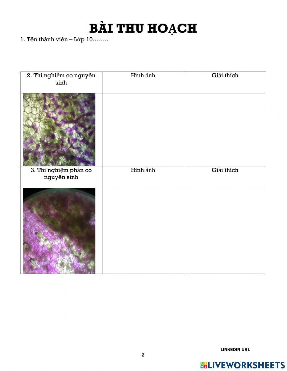 Bài 12 thực hành TN co và phản co nguyên sinh