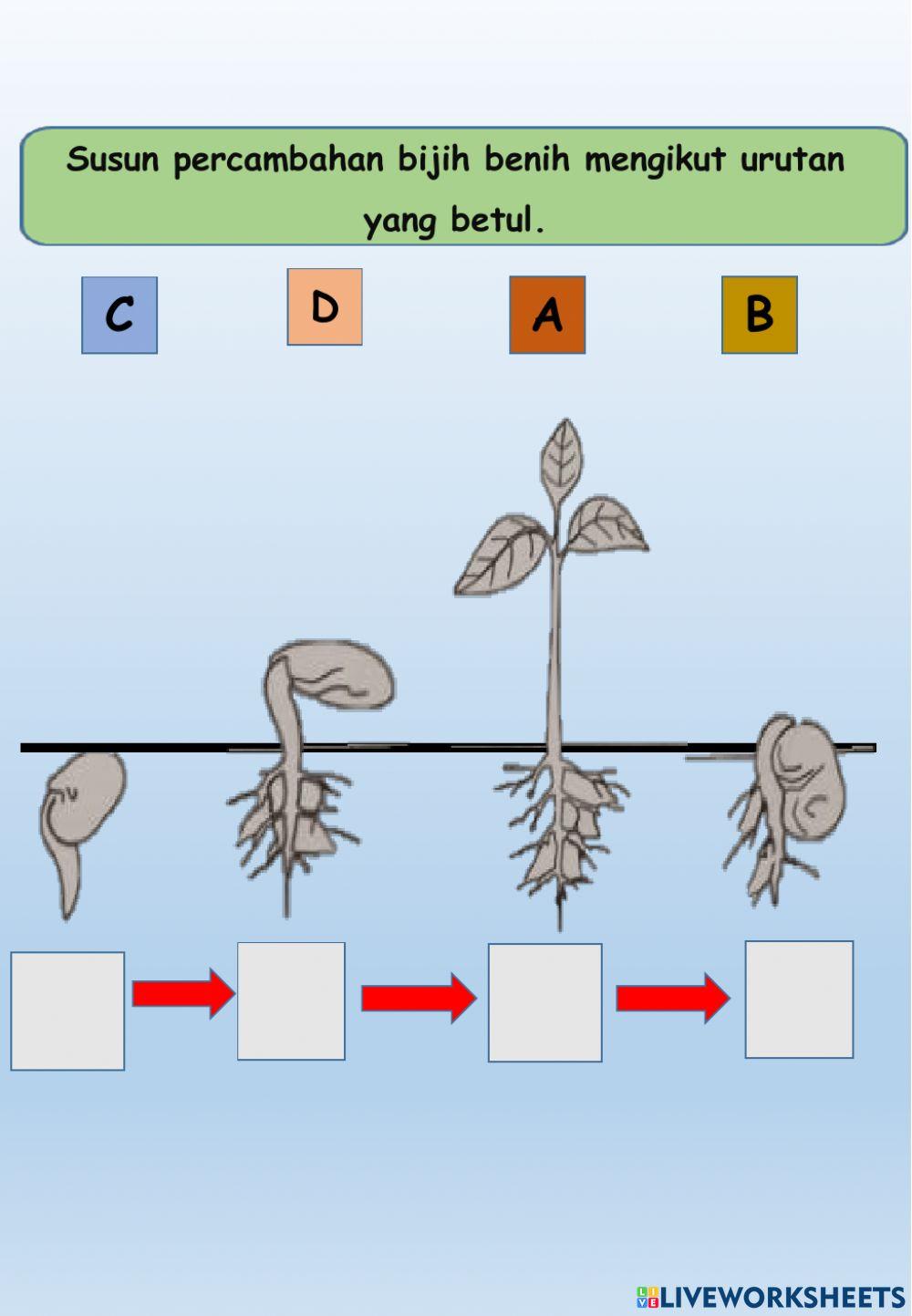 Proses Percambahan dan Pertumbuhan Bijih Benih Kacang Hijau