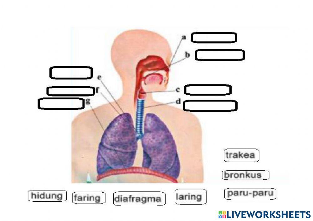 Organ Pernapasan Manusia