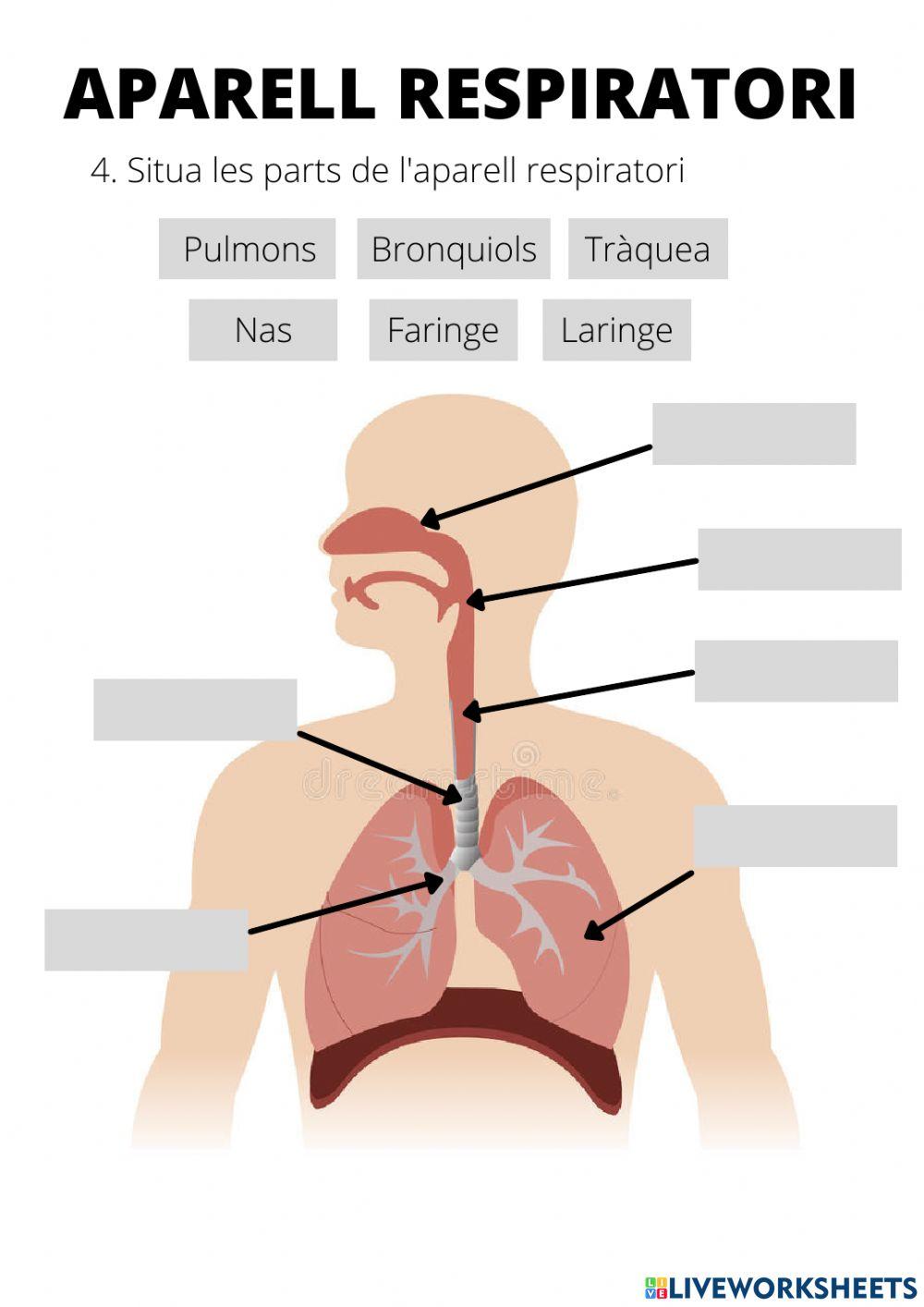 Aparell del cos humà
