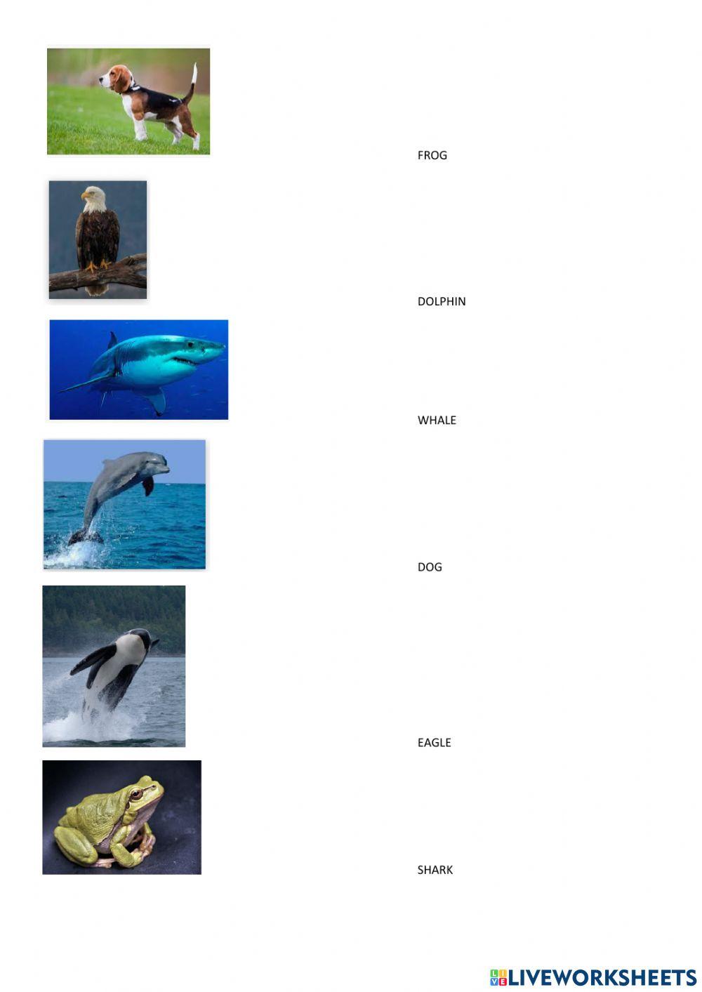 Vertebrates and invertebrates I