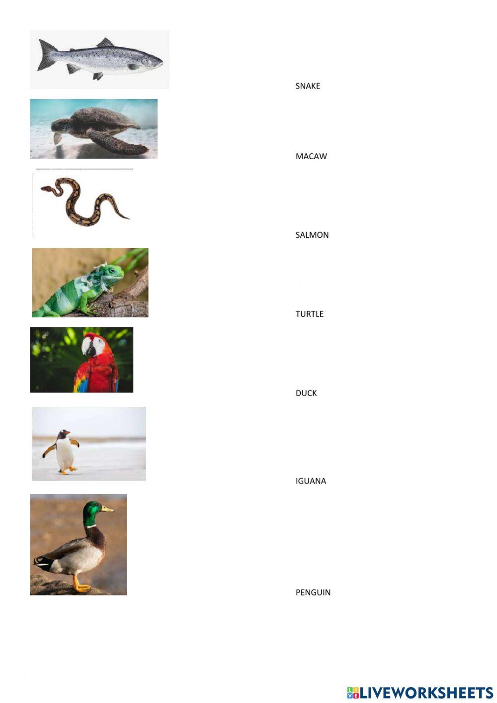 Vertebrates and invertebrates II