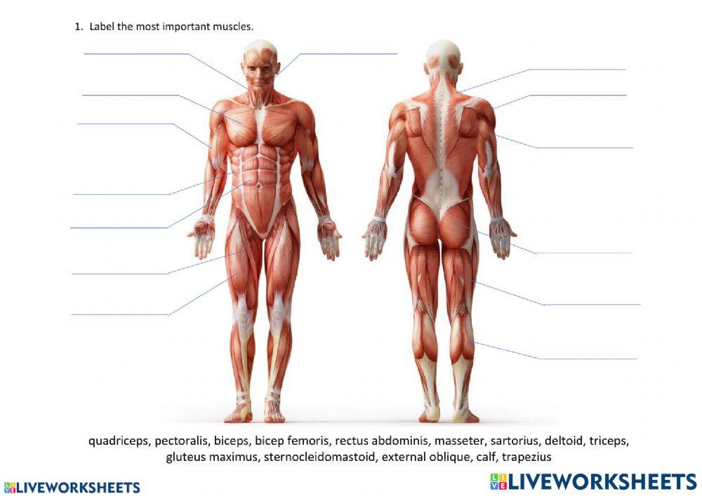 Muscular System Muscular System