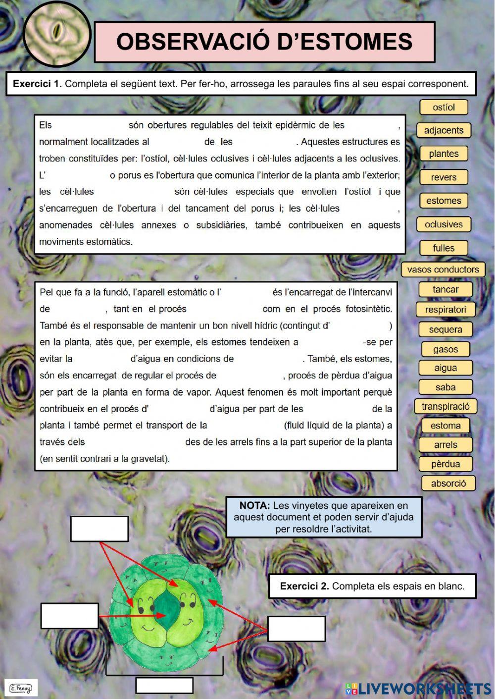 Pràctica de laboratori: Observació d'estomes