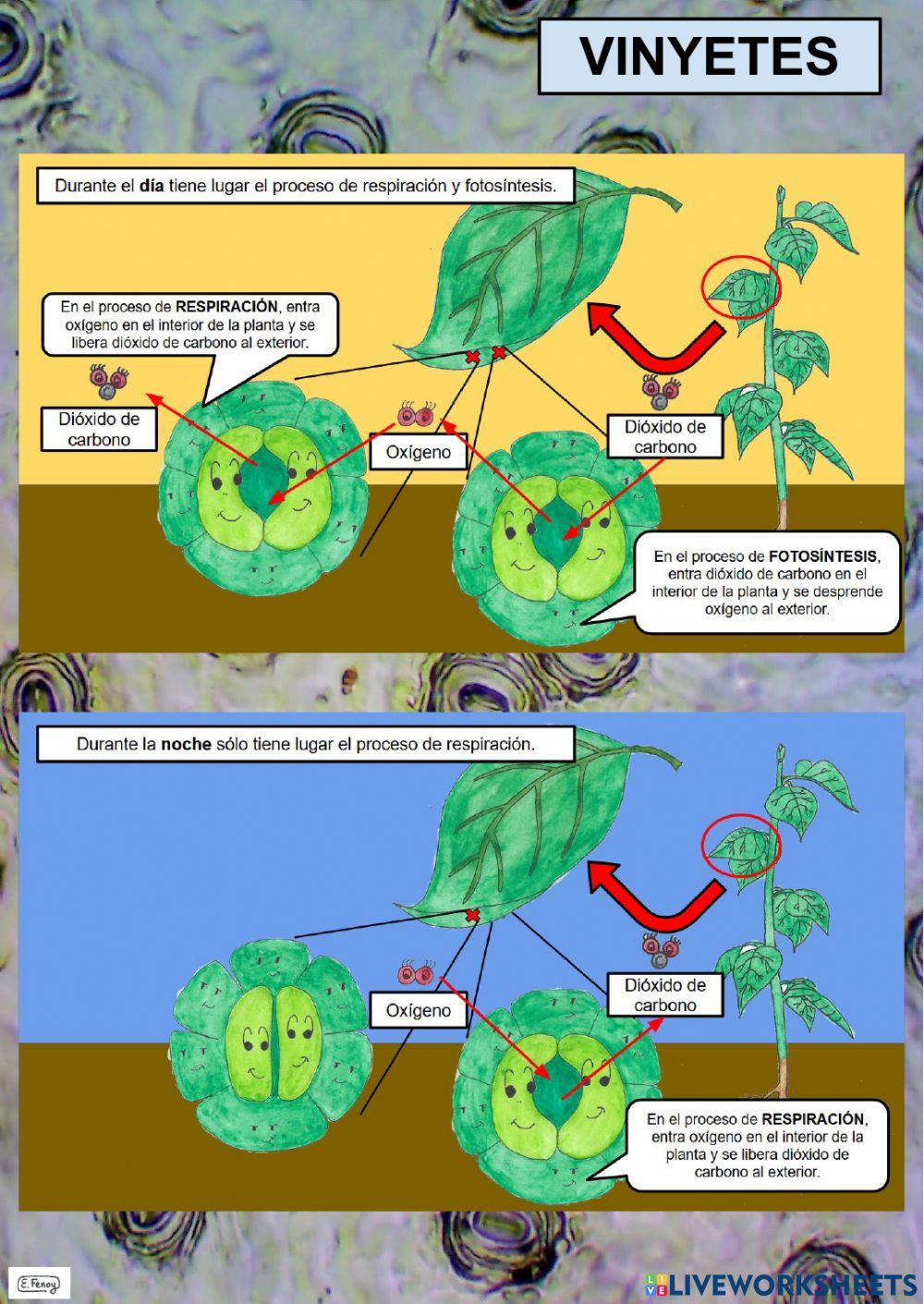 Pràctica de laboratori: Observació d'estomes
