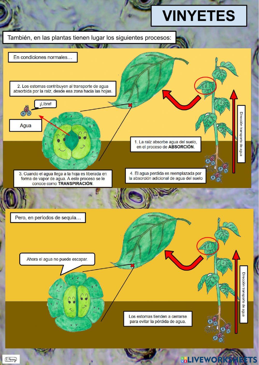 Pràctica de laboratori: Observació d'estomes