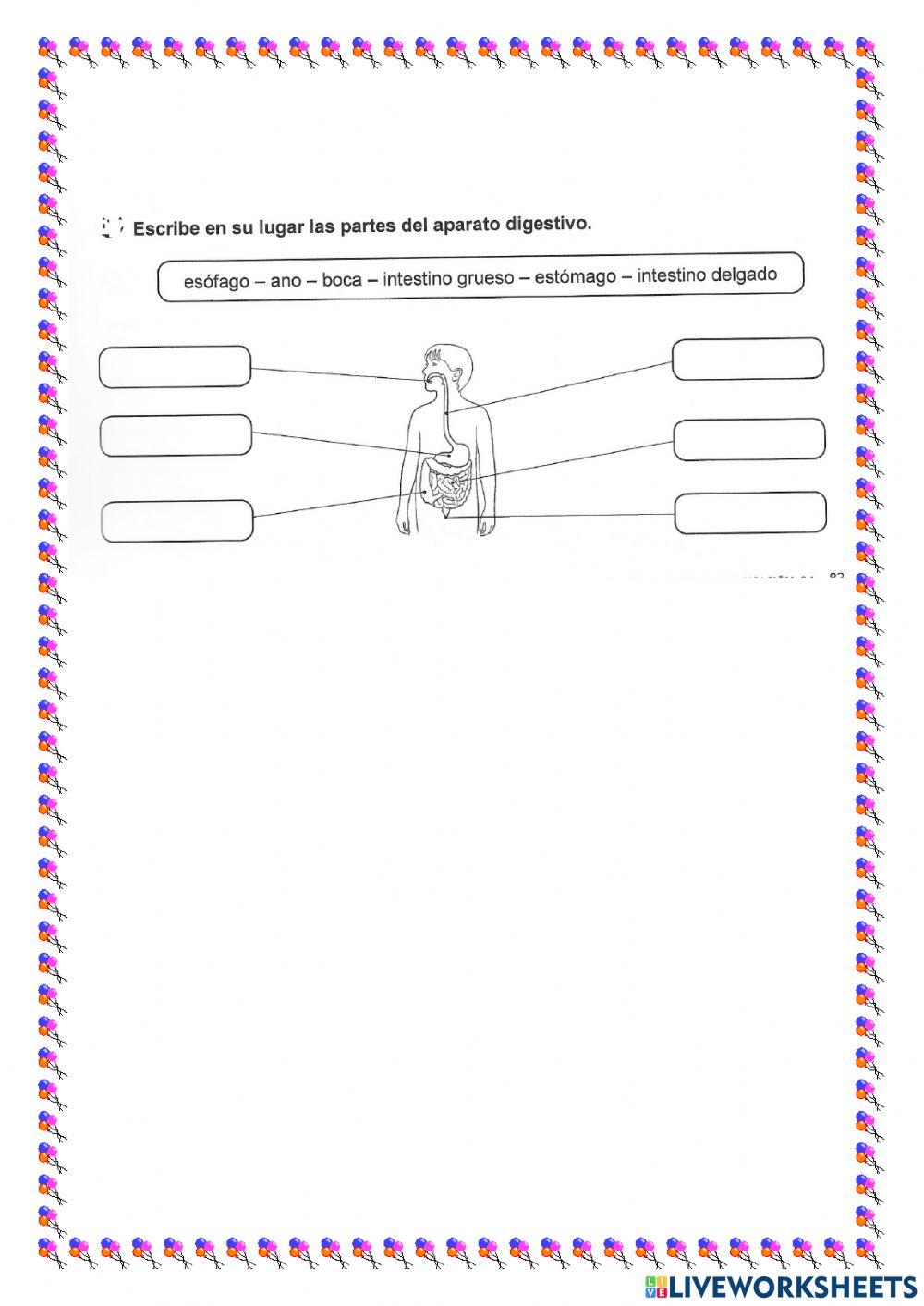 La función de nutrición.