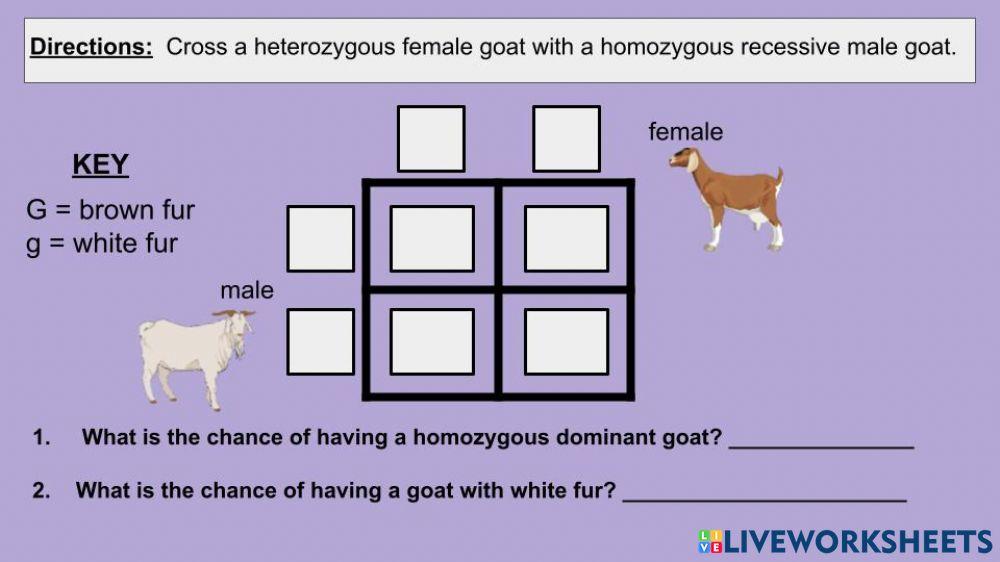 Punnett Square Practice