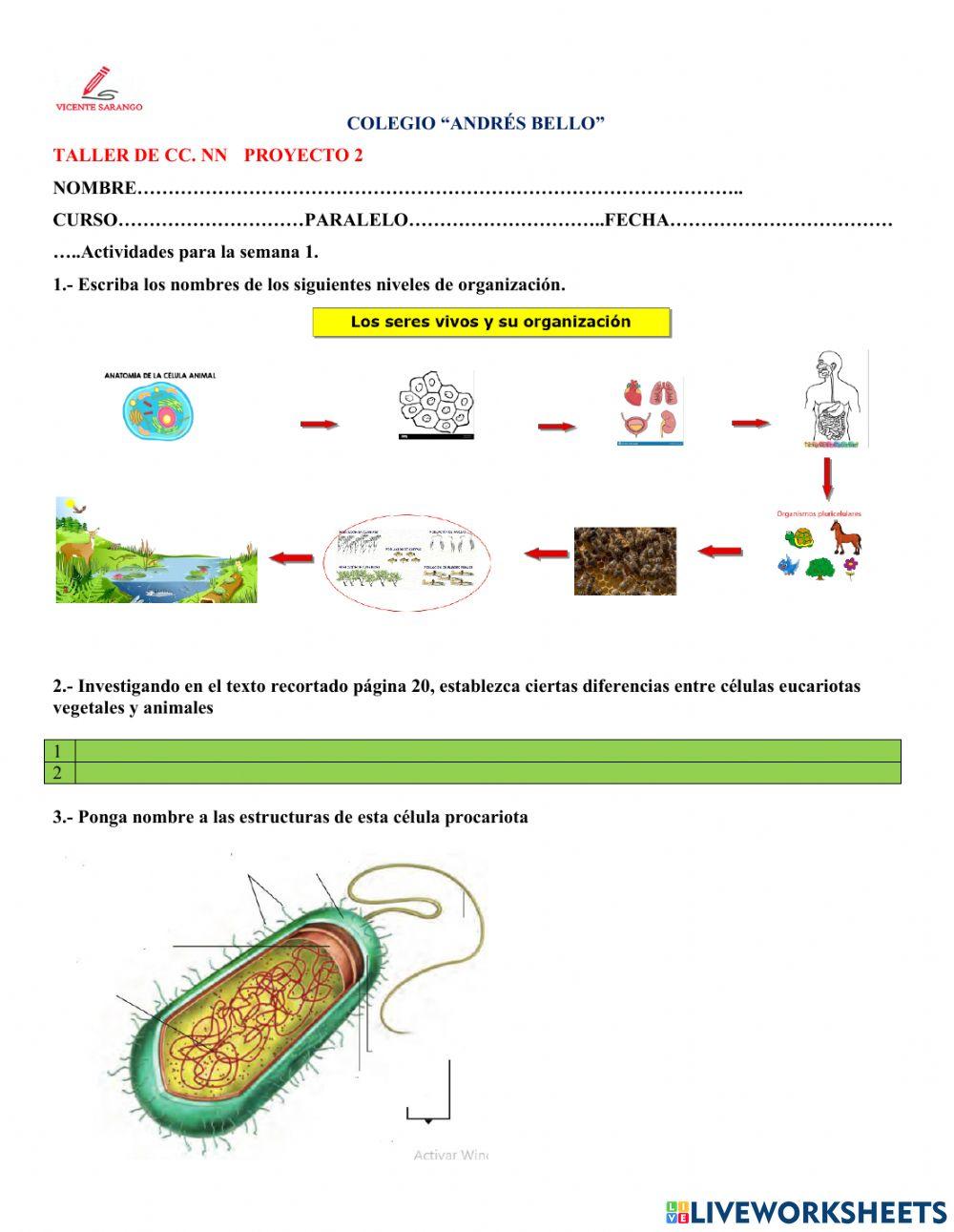 Organización de los seres vivos