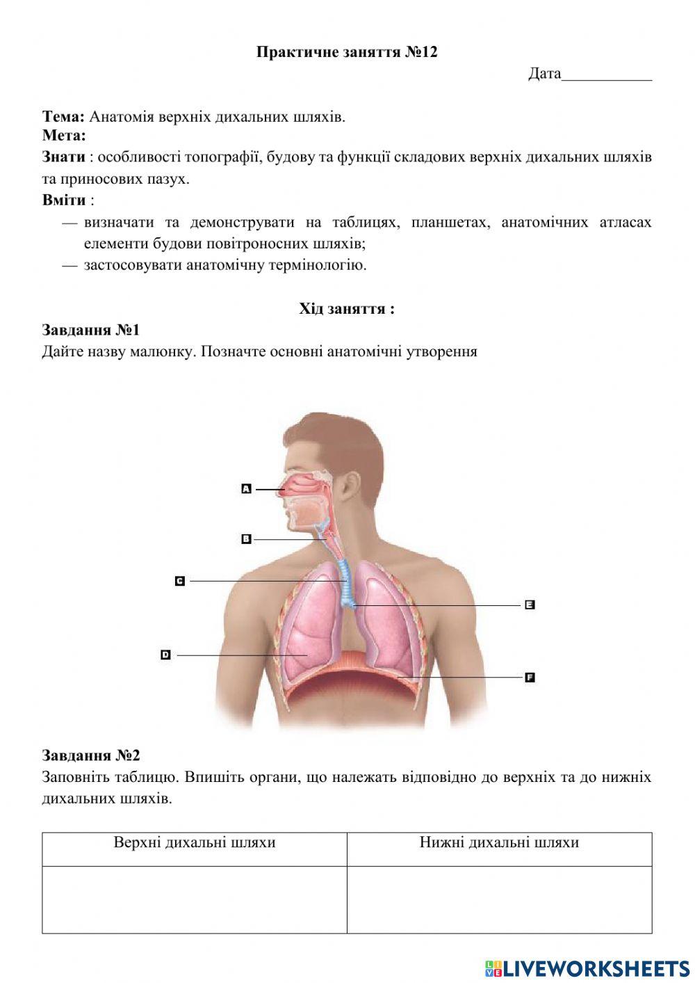 Анатомія верхніх дихальних шляхів
