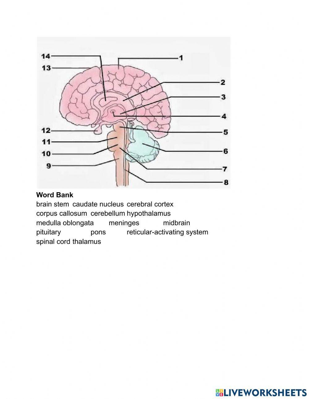 The Brain Interactive Worksheet