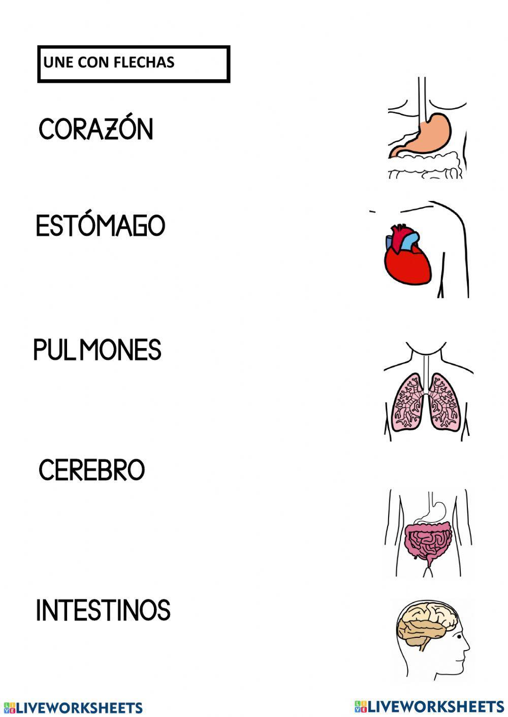 Organos del cuerpo