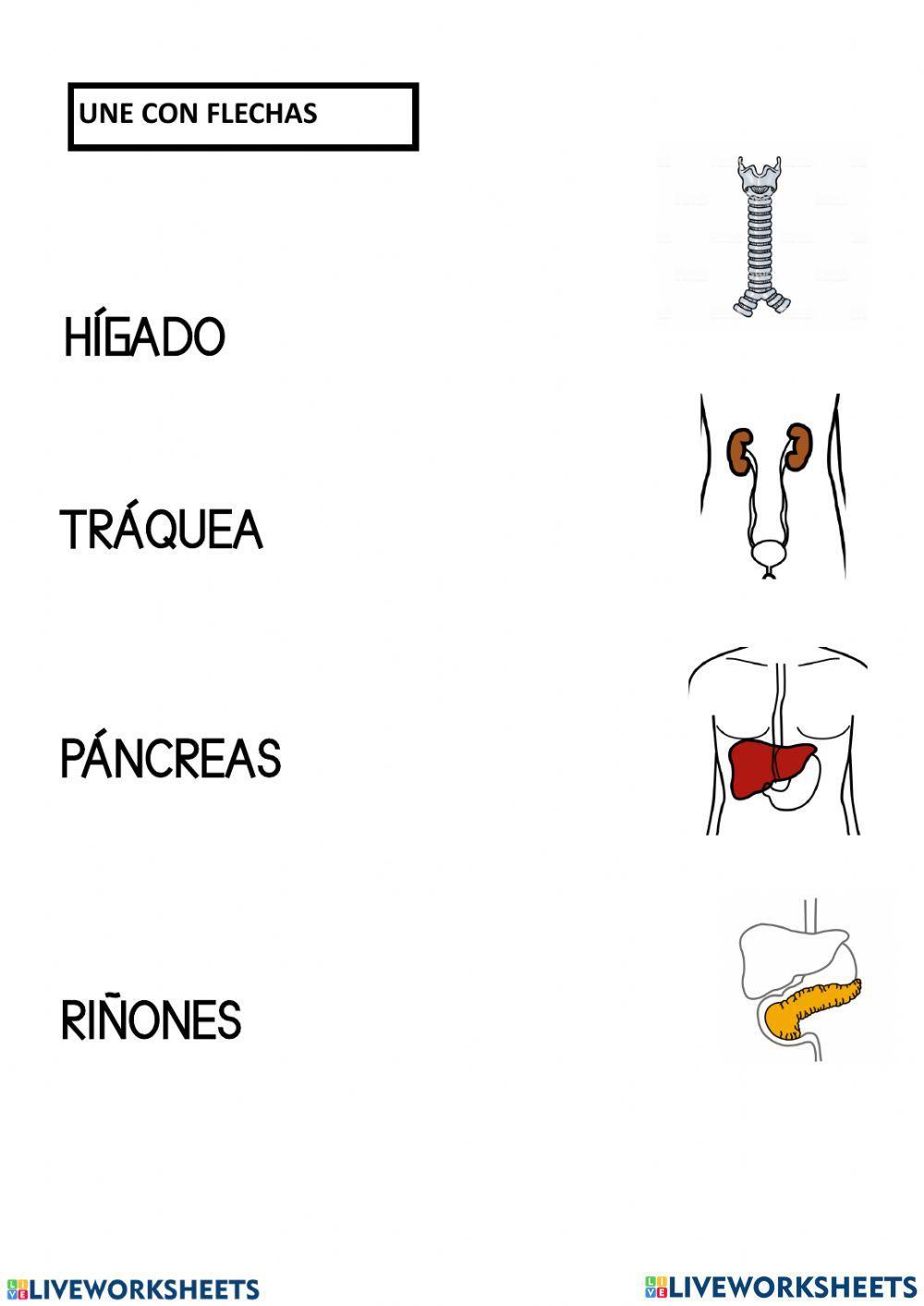 Organos del cuerpo