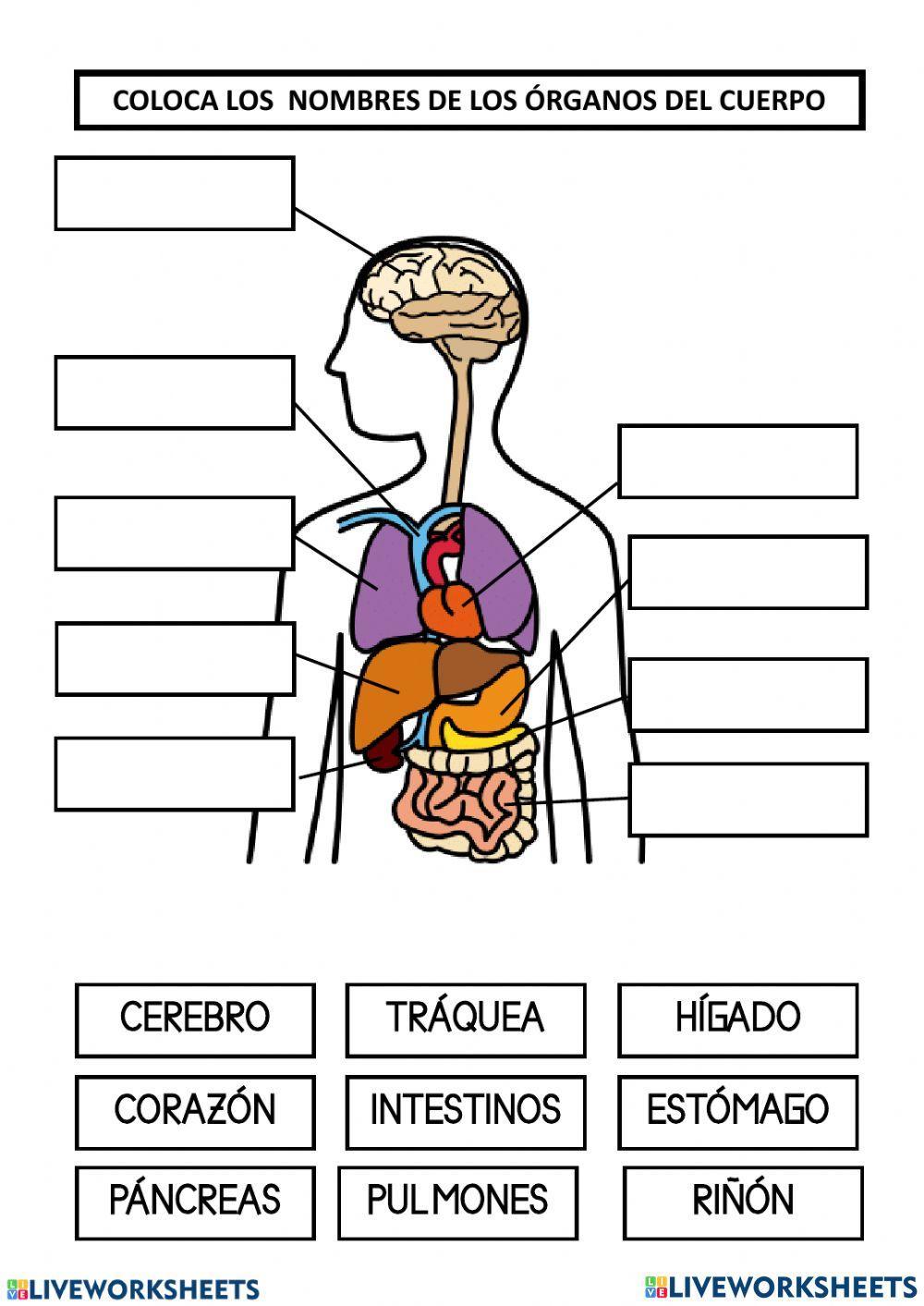 Organos del cuerpo