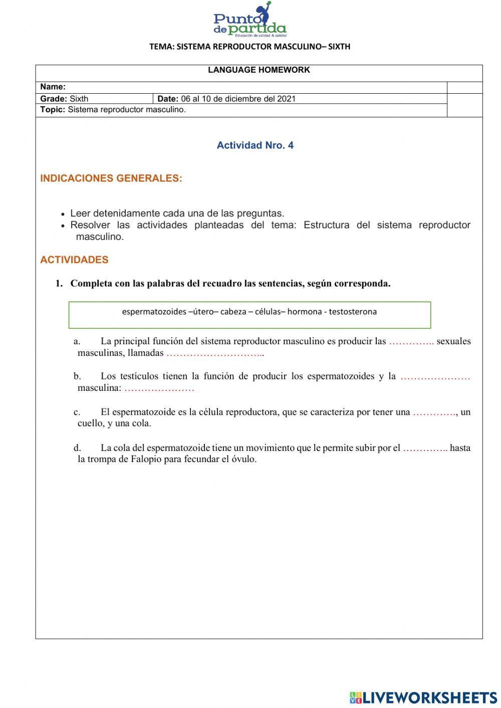 ESTRUCTURA DEL SISTEMA REPRODUCTOR MASCULINO ESTRUCTURA DEL SISTEMA REPRODUCTOR MASCULINO