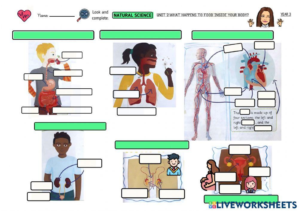 Unit 2:what happens to food inside your body?