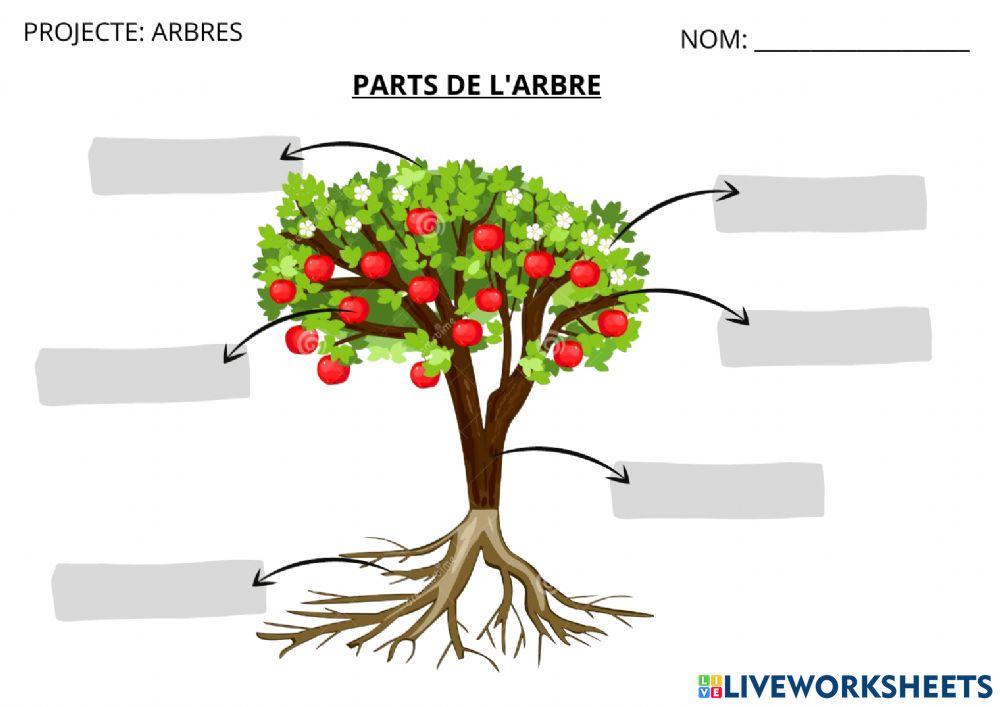 Parts de l'arbre
