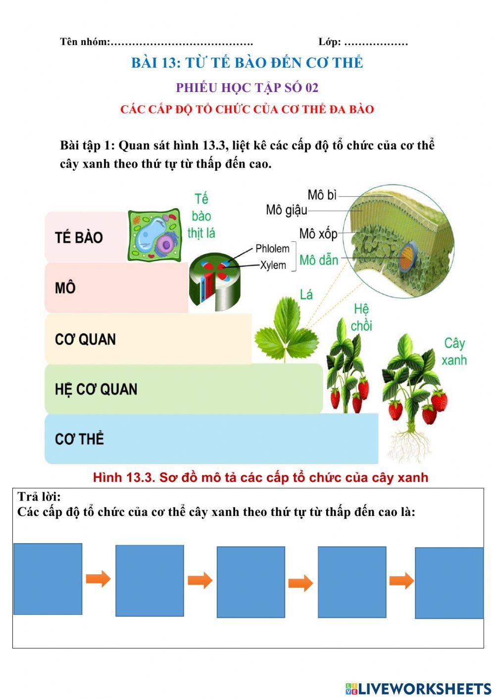 Tổ chức cơ thể đa bào