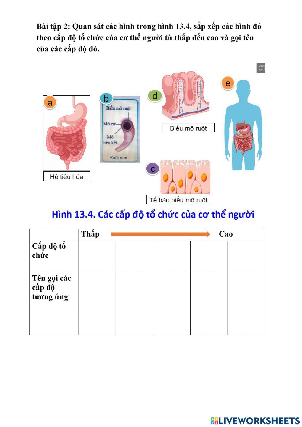 Tổ chức cơ thể đa bào