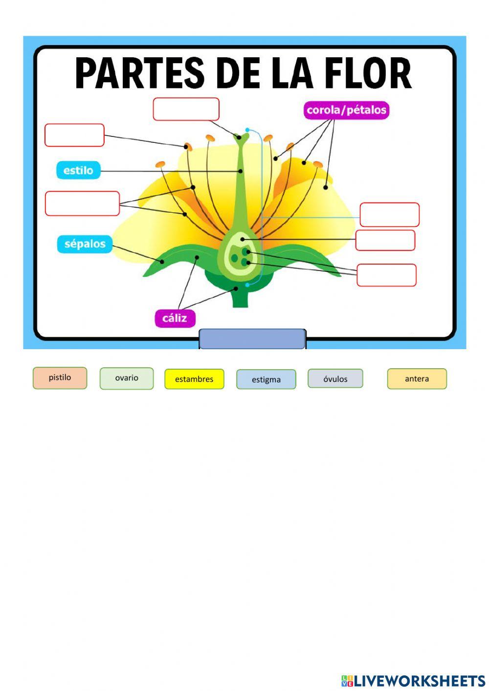 Partes de la flor