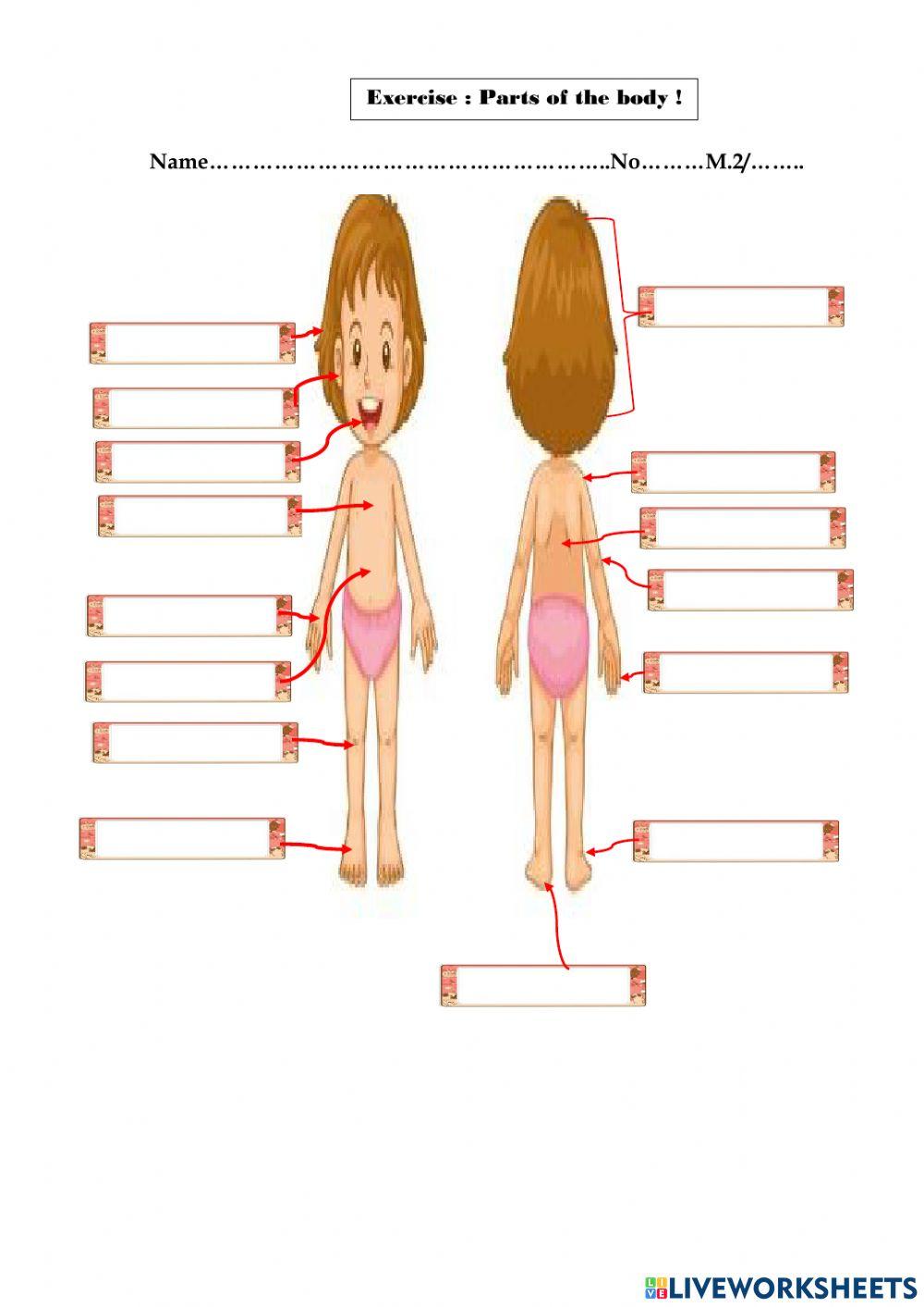 Exercise Parts of the body 2