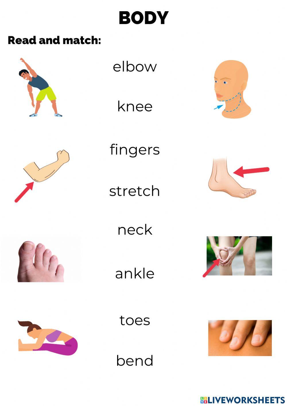 Joints and body movements interactive worksheet Live Worksheets