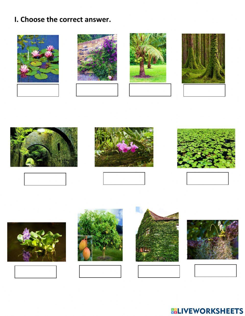 how-plants-grow-worksheets