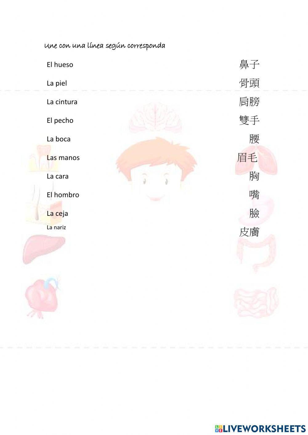 Partes del cuerpo 3 español-chino