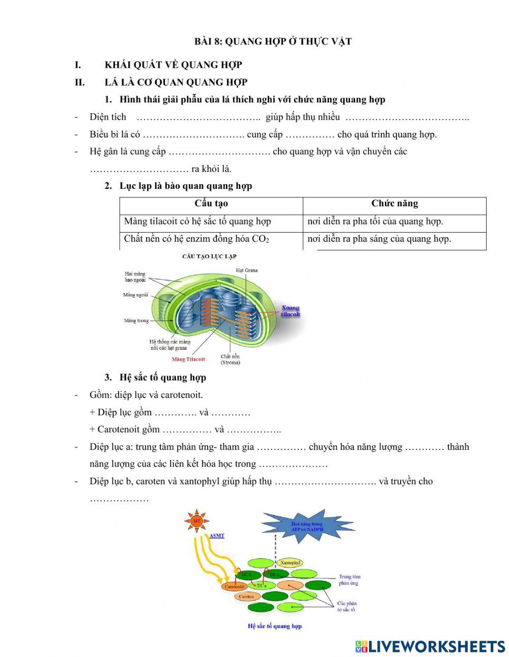 Quang hợp ở thực vật