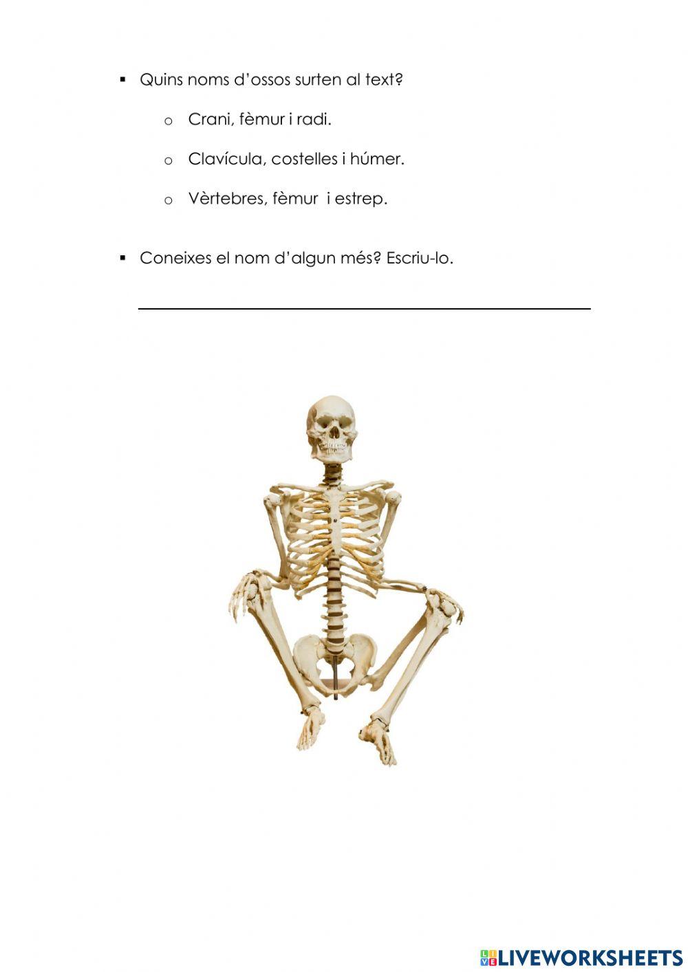 Curiositats dels ossos