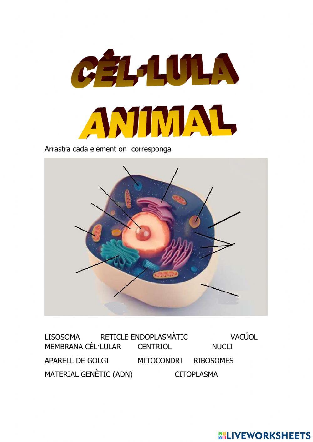 Cèl·lula animal