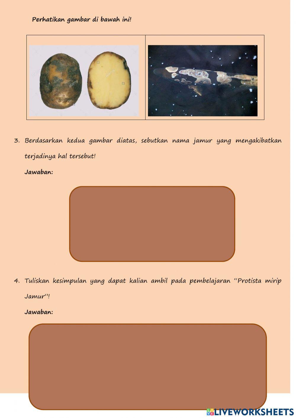 Lkpd protista mirip jamur