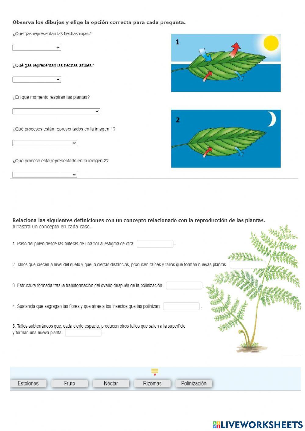 Las funciones vitales de animales y plantas