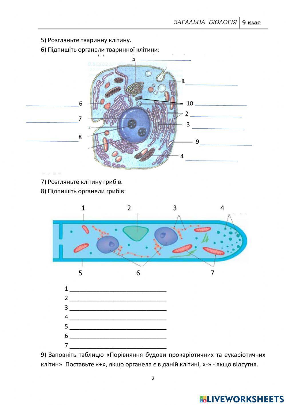 Різноманіття клітин