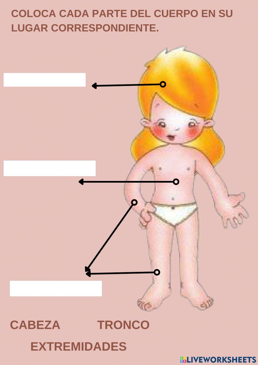 Las partes del cuerpo