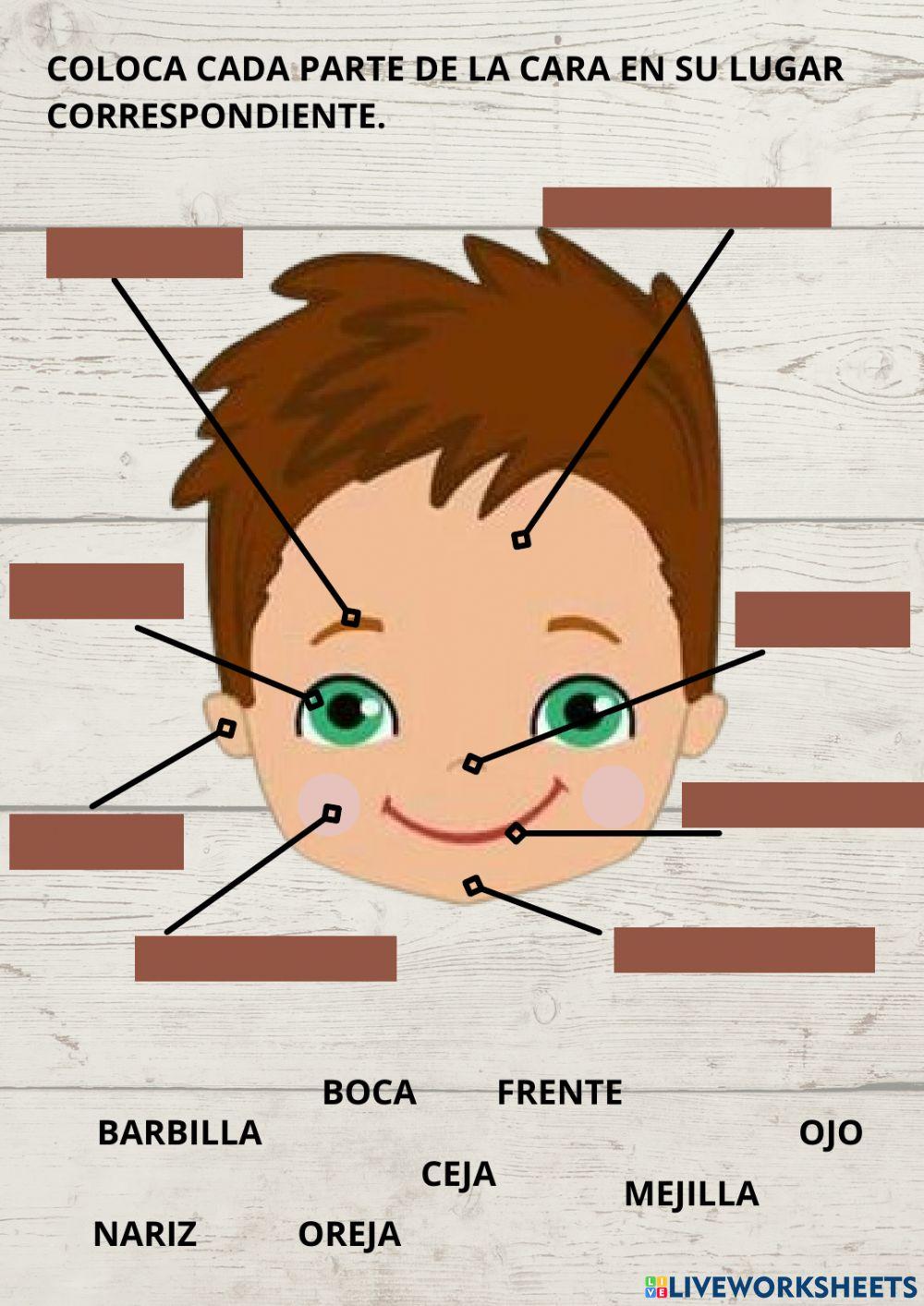 Las partes del cuerpo