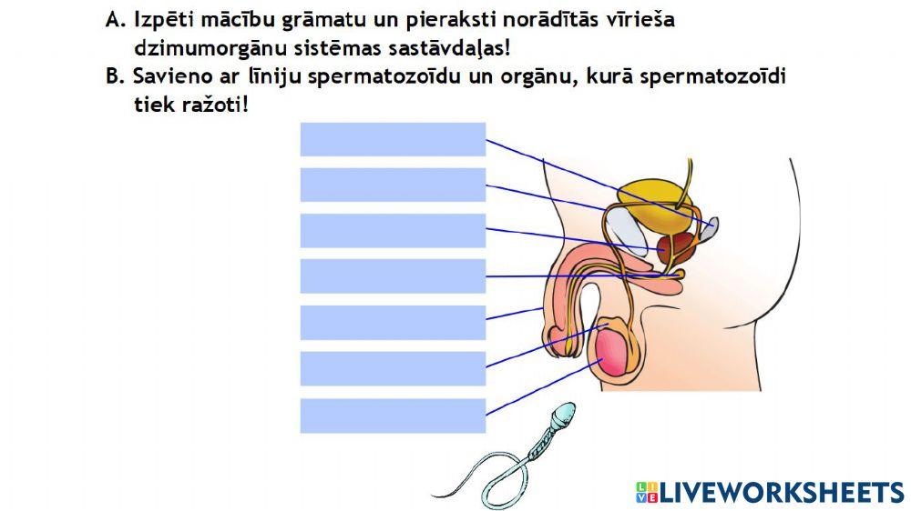 Darba lapa -Vīrieša dzimumorgānu sistēmas uzbūve-