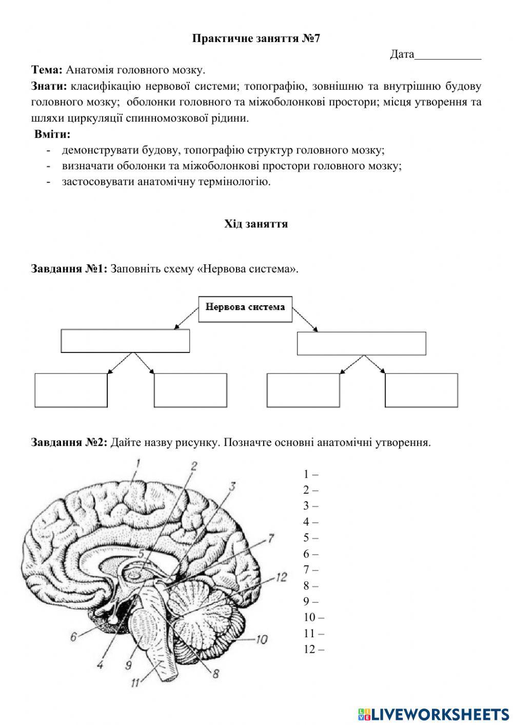 Анатомія головного мозку