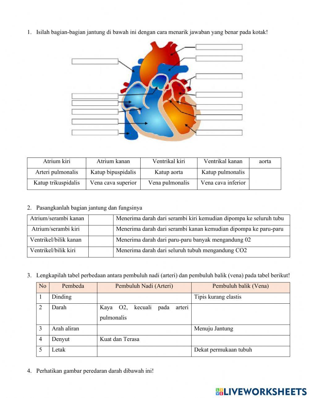 LKPD Sistem Peredaran Darah