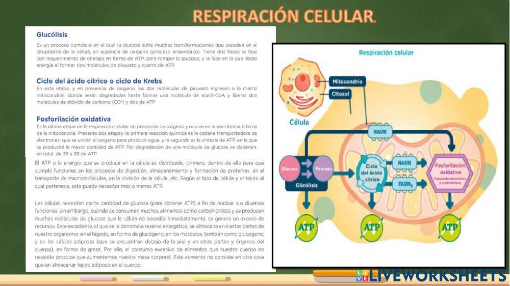 Respiraciòn celular
