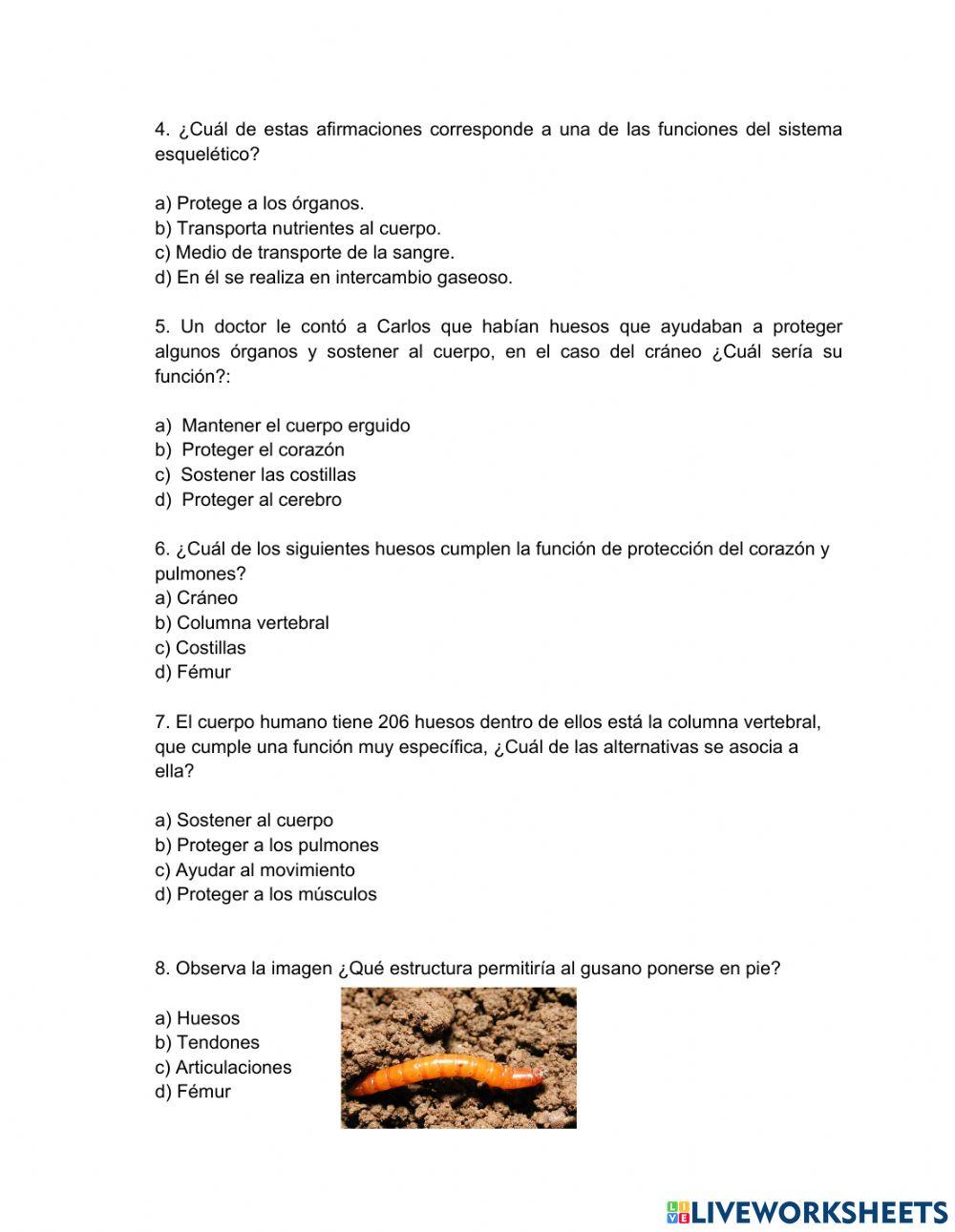 Sistema músculo-esqueletico