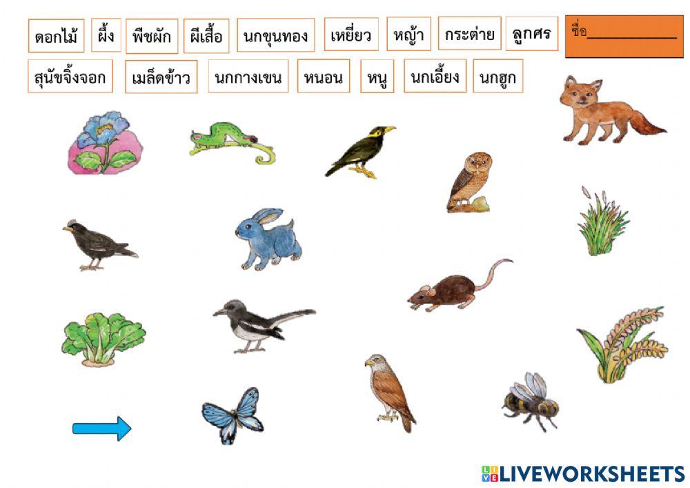 สัตว์ ในห่วงโซ่อาหาร
