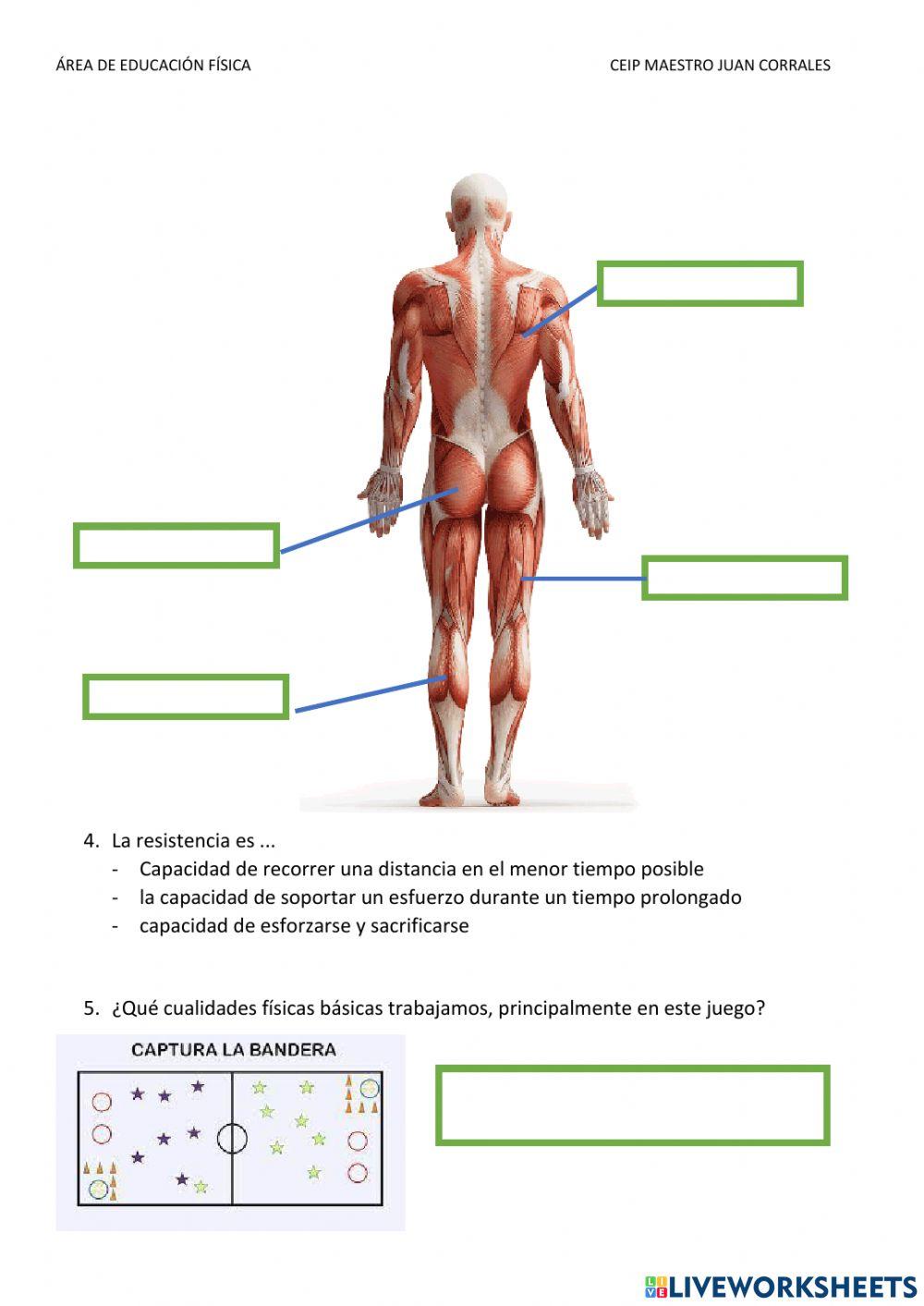 Músculos, calentamiento y primeros auxilios