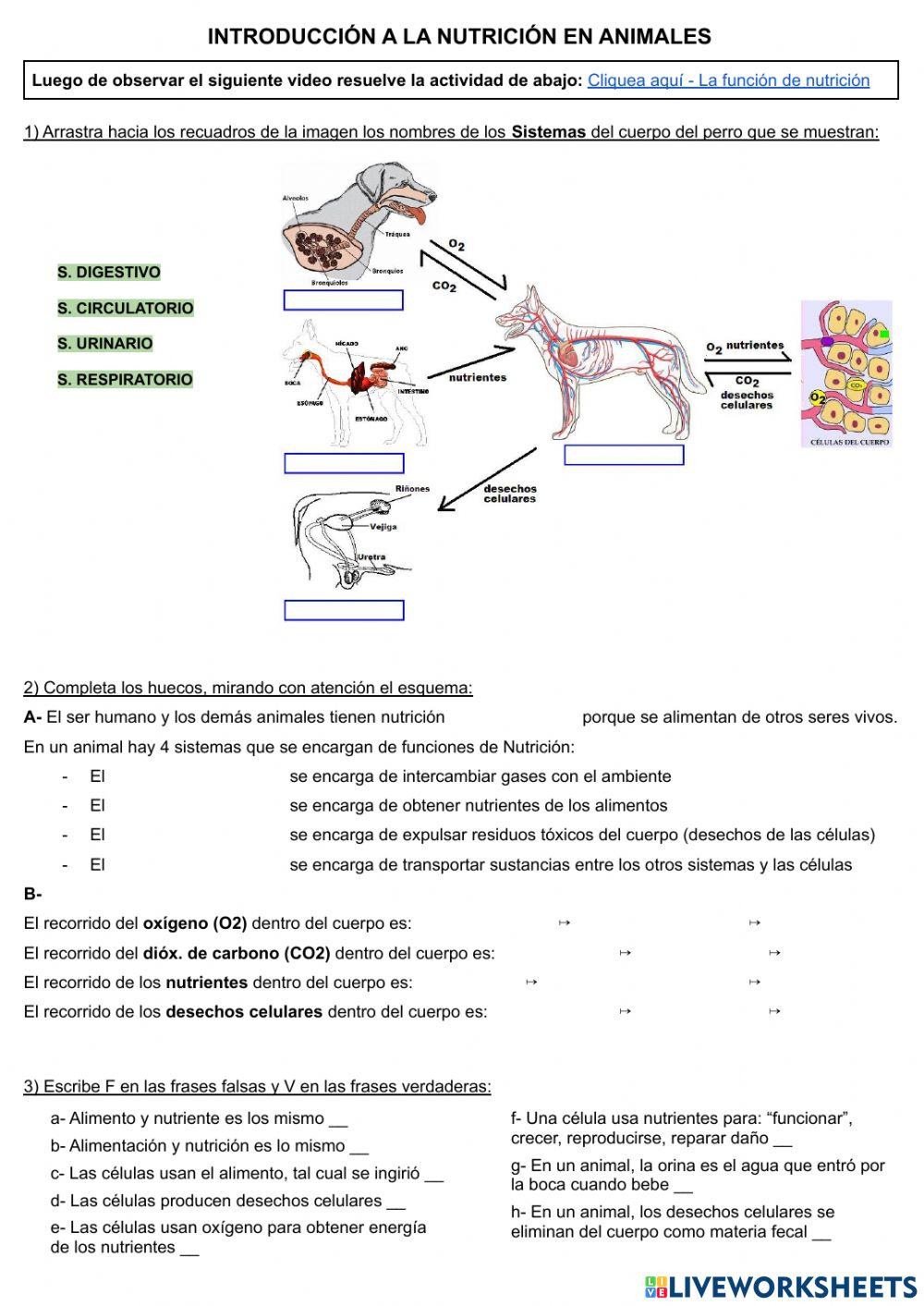 Nutrición en animales