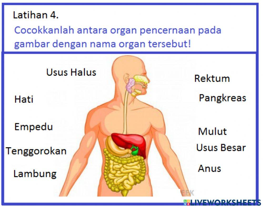 Latihan Sistem Pencernaan 4