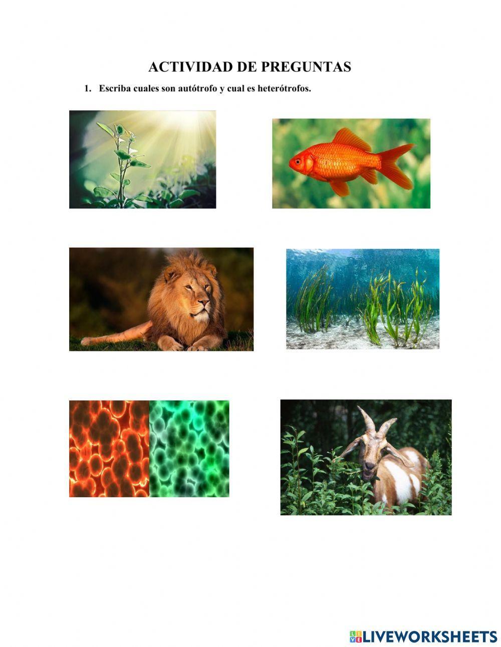 Autótrofos y heterótrofos