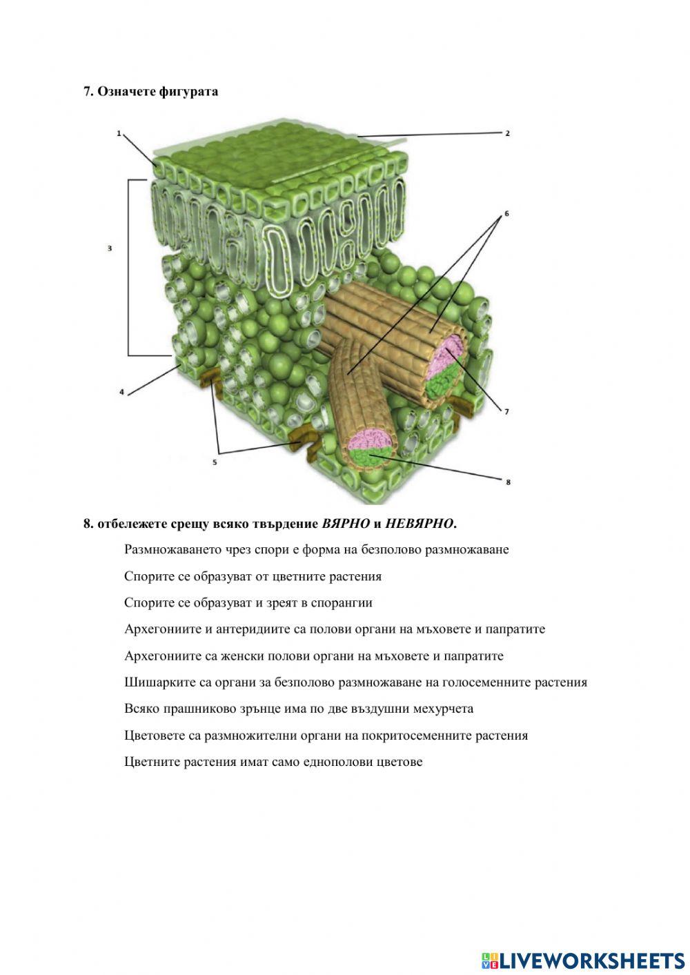 Растителни тъкани и органи